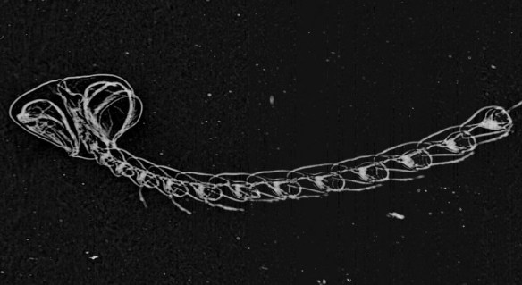 51d1bd833ae74008a4001666