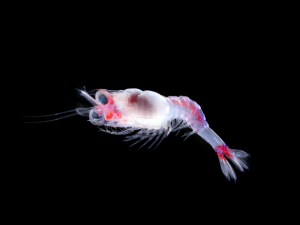 Shrimp photograph taken from under a microscope