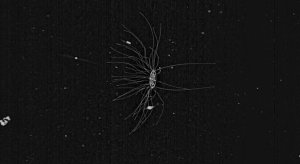 51d1bd903ae74008a4007734