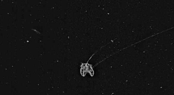 51d1bd993ae74008a400c975