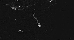 51d1bd9b3ae74008a400dcb1