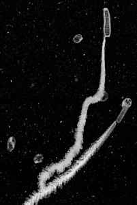 Doliolids images offshore of Monterey Bay showing asexual budding