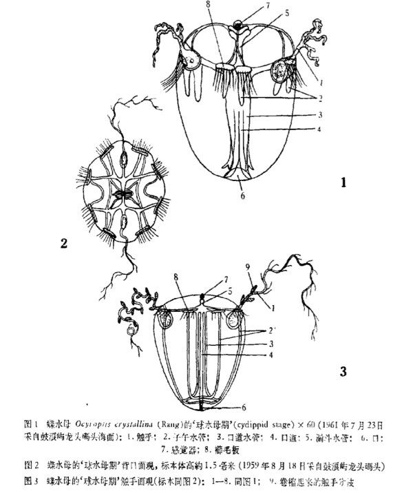 ocyropsisdev1_chiu1963