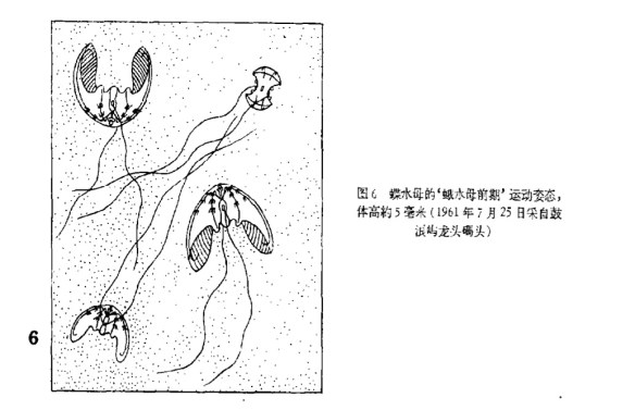 ocyropsisdev2_chiu1963