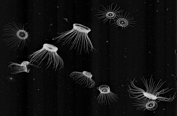 Solmaris rhodoloma aggregation