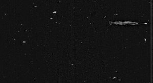 The most handsome chaetognath found by our citizen scientists!