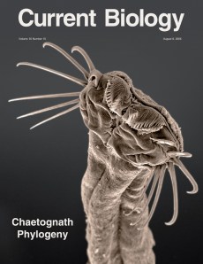A clear image of the chaetognath's mouth on the cover of Current Biology.