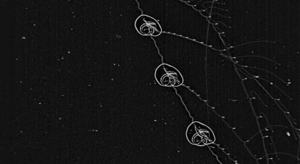 51d1be363ae74008a4033c72