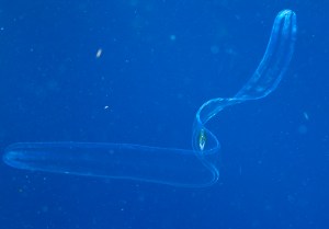 140304 Fowey Rocks IMG_6950