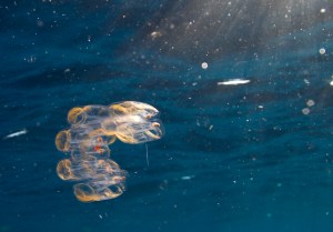 salp chain 140304 Fowey Rocks IMG_6976