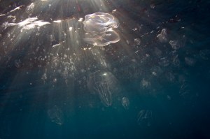 chtenophore bloom 140304 Fowey Rocks IMG_6993