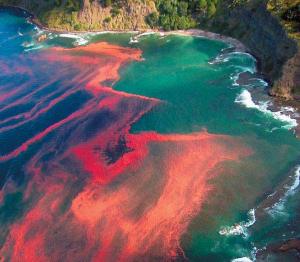 A bloom of Karenia brevis viewed from the air. This "crimson tide" is only composed of small dinoflagellates, but it can have devastating consequences for a coastal ecosystem. Source: http://microbewiki.kenyon.edu/index.php/File:Red_tide_genera.jpeg