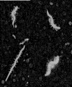 Unidentified polychaete larvae imaged by ISIIS in the Gulf of Mexico