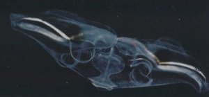 Ctenophore ocyropsis maculata with its lobes open.. The scientists discovered that this species uses its lobes primarily for locomotion