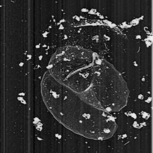 This appendicularian has a house that appears to be accumulating many particle on the outside. It will likely abandon this one soon and start building a new house.