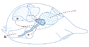 Appendicularians use a create a feeding current to filter food particles from the surrounding water. Source: http://www.microscopy-uk.org.uk/mag/indexmag.html?http://www.microscopy-uk.org.uk/mag/artjan01/oiko.html