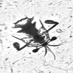 Plankton_20151029132211.638.avi_13_254_252_85_234jpg