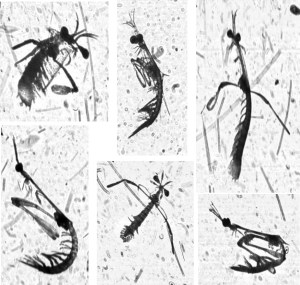 Stomatopod larvae imaged in the northern Gulf of Mexico on October 30, 2015