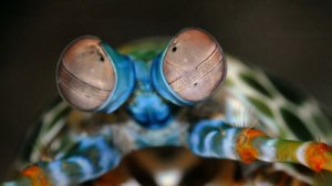 Image source: http://www.abc.net.au/catalyst/stories/3280489.htm