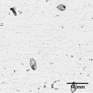 Further above the thin layer, the plankton concentrations are not as intense.